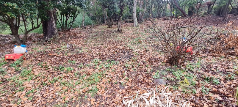 Etude de sol hydrogéologique pour la définition d'une filière d'assainissement non collectif sur la commune de LES MAYONS dans le VAR (83) - vue des sondages